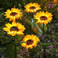 🌻 50% DE RÉDUCTION ! ☀️ Lampes Solaires Tournesol Étanches – Pétales Réalistes, IP65 & Allumage Automatique – 8–12 h d’Éclairage – Parfaites pour le Jardin ou la Terrasse 🌿✨🏡