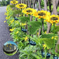 🌻 50% DE RÉDUCTION ! ☀️ Lampes Solaires Tournesol Étanches – Pétales Réalistes, IP65 & Allumage Automatique – 8–12 h d’Éclairage – Parfaites pour le Jardin ou la Terrasse 🌿✨🏡