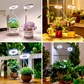 Lampe de croissance pour plantes à anneau LED "Angel Ring"