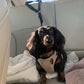 Harnais de Sécurité Auto – Ceinture Élastique Anti-Étranglement 🐶✔️【Offre Limitée】