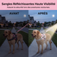 Harnais pour chien anti-traction