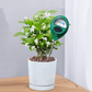 🌱🛒 -50% ! 💧Humidimètre de Sol Professionnel – Lecture Précise, Sans Pile & Usage Intérieur/Extérieur.